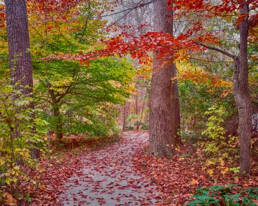 Trail in Fall
