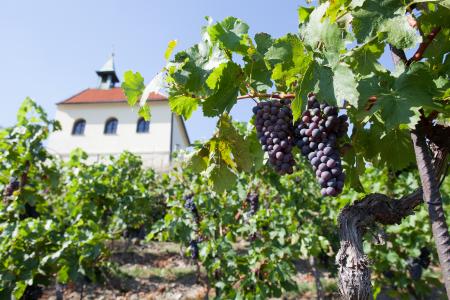 Vineyard at Prague Botanical Garden