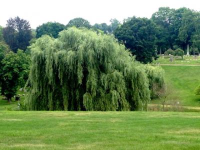 The Homewood Cemetery Arboretum