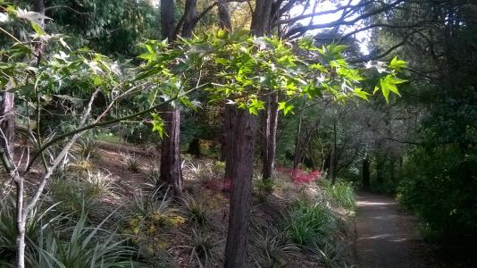 Acers in arboretum with natives