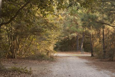 tree walk