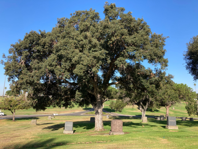 trees trees