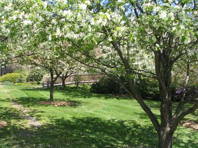 Acton Arboretum trees