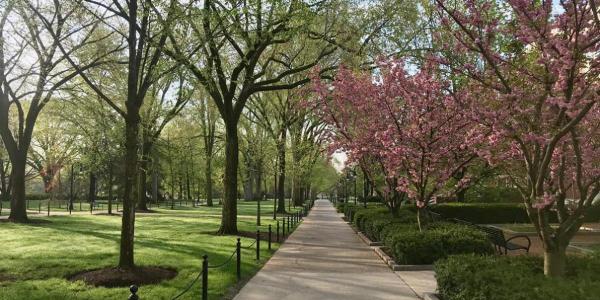 Pennsylvania State University, University Park, spring trees