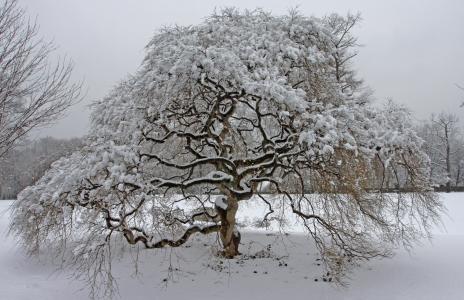 Japanese Maple