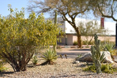 Mesa Community College Arboretum