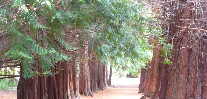 Jardin Botanico Isla Victoria