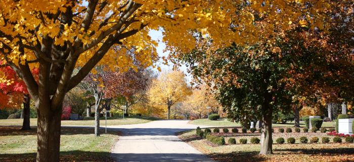 fall trees