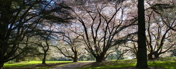 trees trees
