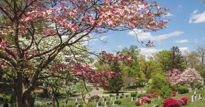 spring time trees