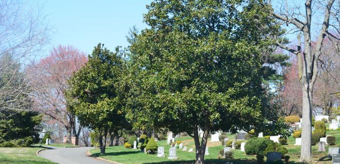 Fairview trees