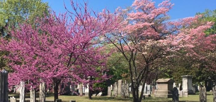 Redbud trees