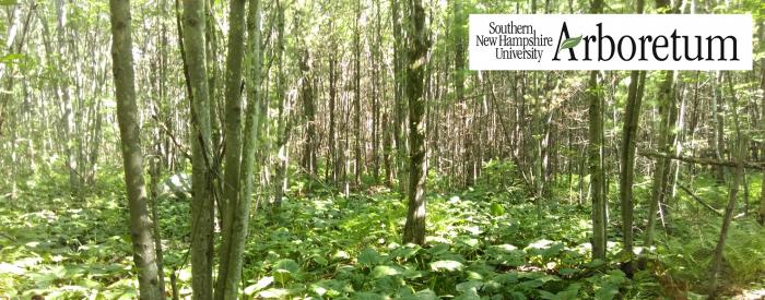 Southern New Hampshire Arboretum