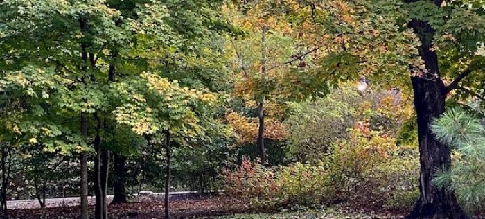 Compton Gardens trees