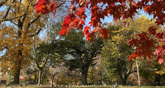 fall trees