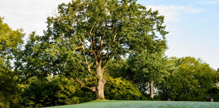 tree tree