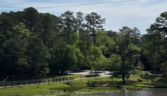 trees
