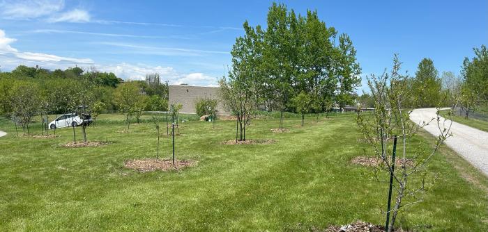 orchard