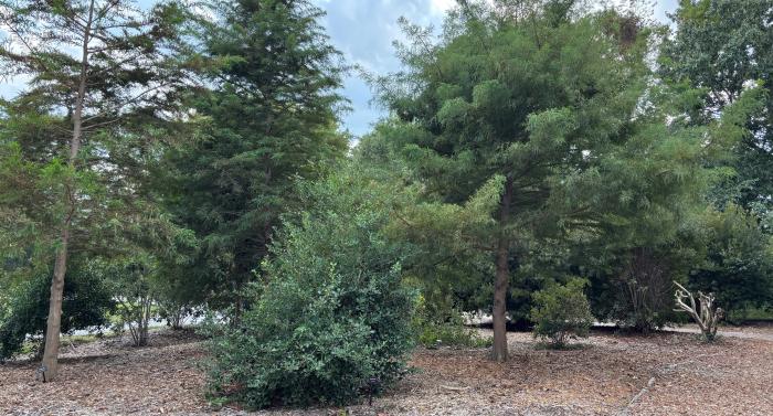 arb