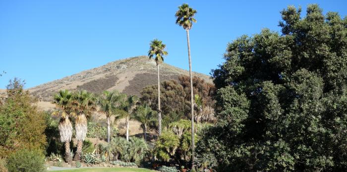trees trees