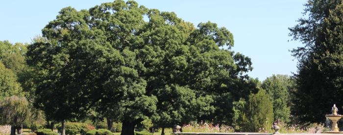 arb