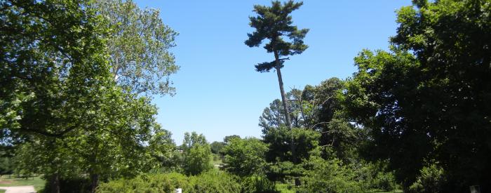 arb