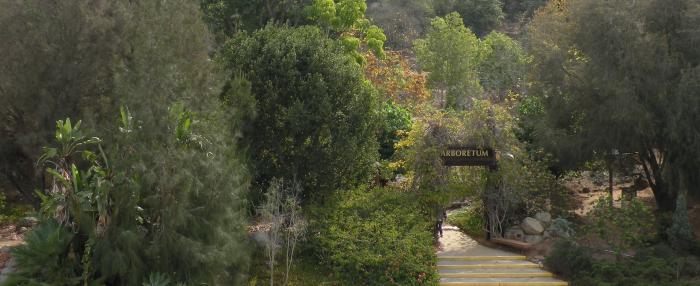 arb