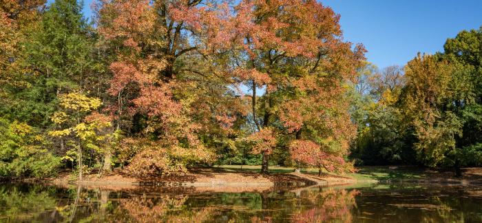 fall trees