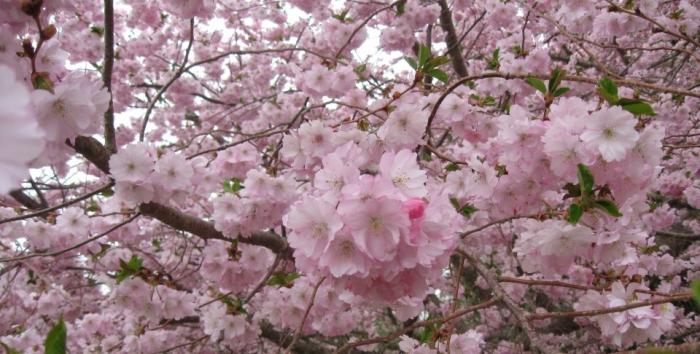 Prunus