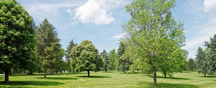 summer trees