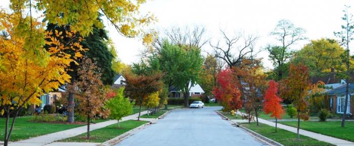 Homewood tree street