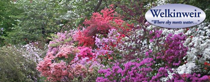 Welkinweir spring blooms