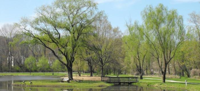 Willows Pond