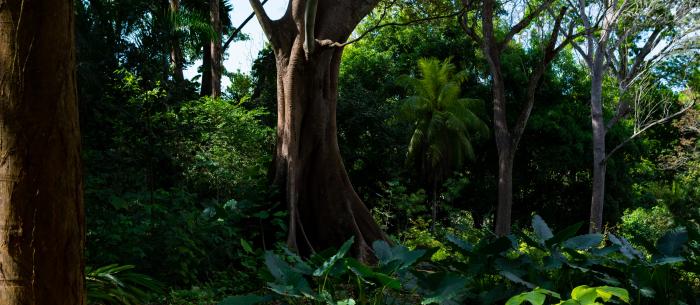 trees trees