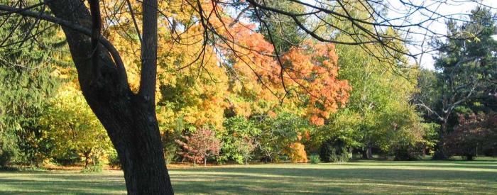 Ashland- The Henry Clay Estate - fall trees