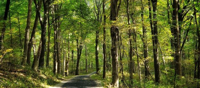 Hayes Arboretum