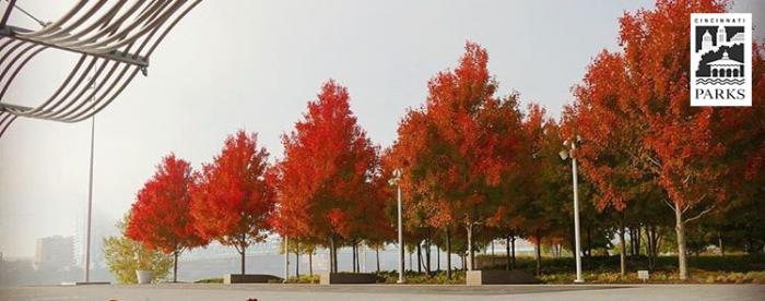 Smale Riverfront Park - fall trees