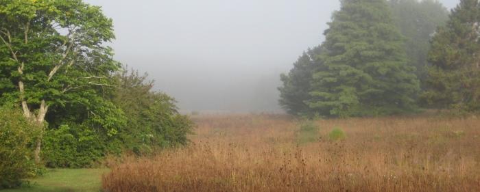 trees