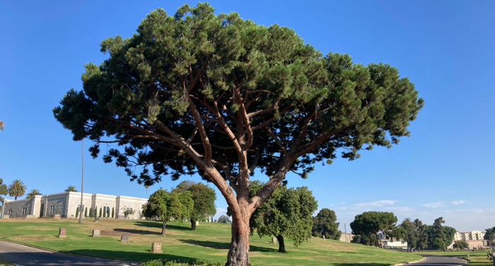Trees Trees