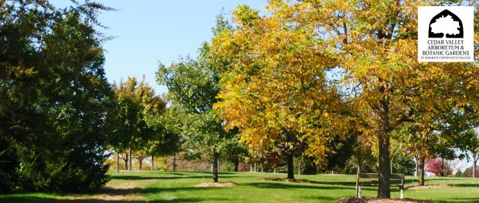 Cedar Valley Arboretum forest