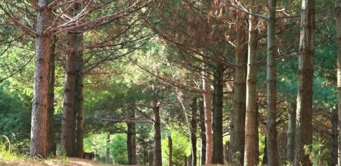 Forest Trail