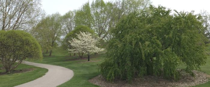 trees