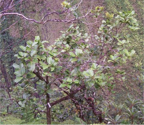 “Melicope oppenheimeri” and its habitat. (Photo by H. Oppenheimer)