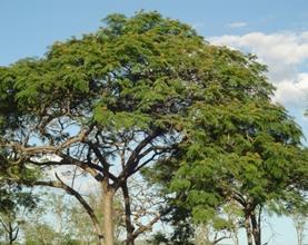 Brazil's rarest tree Brazil's rarest trees