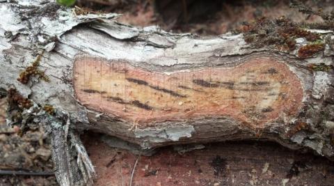 fungus killing ‘ohia trees fungus killing ‘ohia trees