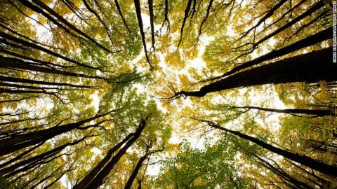 A canopy of trees in Shenadoah National Park in Virginia