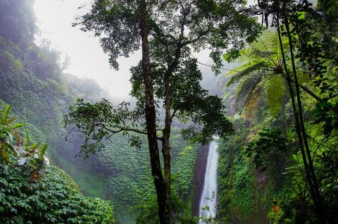 Amazon forest Amazon forest