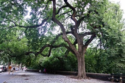American elm American elm
