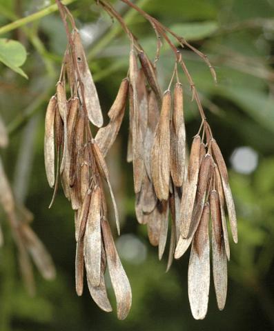 Ash seeds