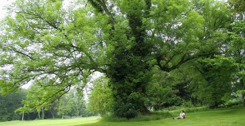 ash trees ash trees